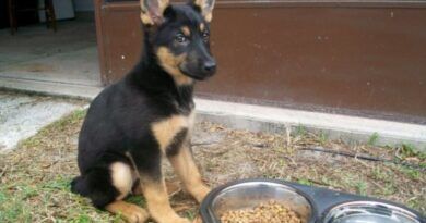 Can Dogs Eat Pickles? - is it safe? DogsGossip