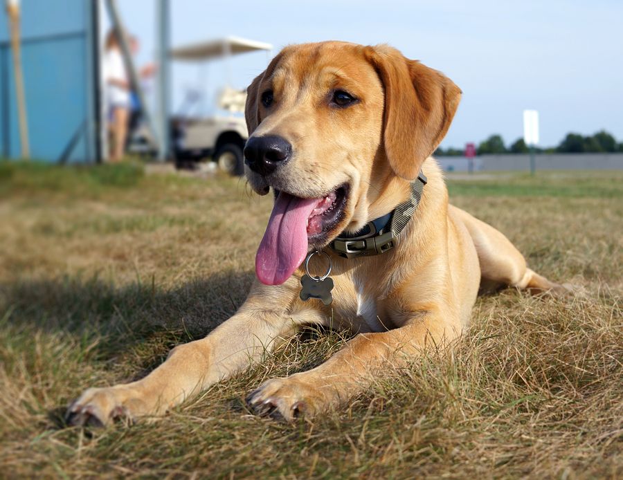 Black mouth store cur dogs 101