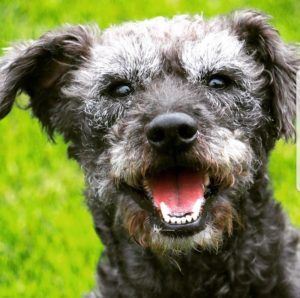 Patterdale Terrier - all you need to know | DogsGossip.com