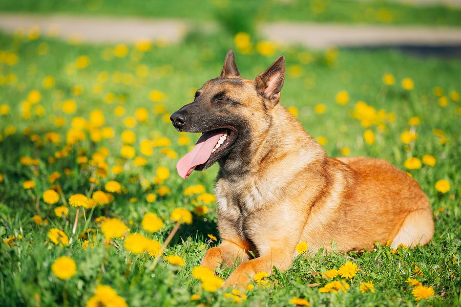 Belgian Shepherd 101: What you need to know | DogsGossip.com