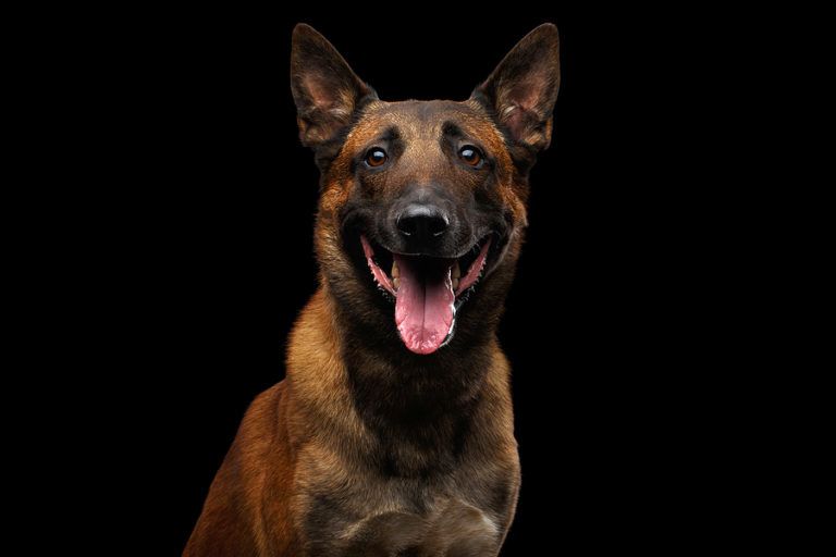 Belgian Shepherd 101: What you need to know | DogsGossip.com