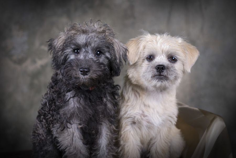 teddy bear schnoodle full grown