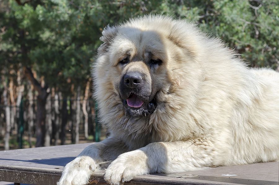 Pictures of best sale russian bear dogs