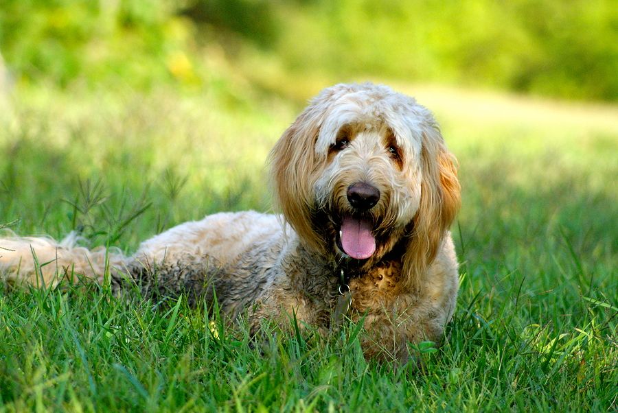 Labradoodle vs Goldendoodle -Key difference | DogsGossip.com